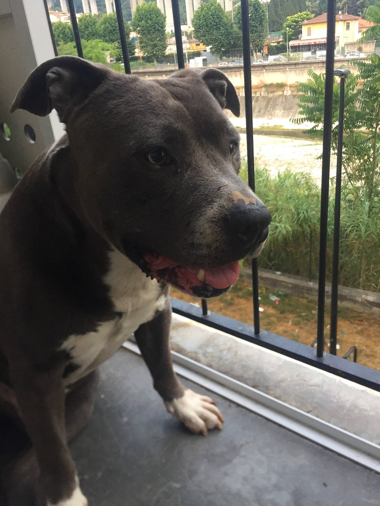 Hannibal participe au concours pour gagner de l'argent avec cette photo : american_pit_bull_terrier, american_staffordshire_terrier, bull_and_terrier, bully_kutta, canidae, carnivore, dog, dog_breed, fawn, mammal, non_sporting_group, pit_bull, snout, sporting_group, staffordshire_bull_terrier, terrier, vertebrate