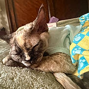 Ciera is registered to the contest to win money with this photo: bedroom, blanket, cat, comfort, cozy, feline, fur, headboard, home, indoor, lamp, nightstand, paw_print, pet, relaxation, resting, sleeping, soft_texture, sweater, warm_lighting
