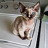 Ciera joined the competition — help win amazing prizes! appliance, blue_eyes, cat, clean, compact, curious, devon_rex_cat, domestic, ears, feline, household, indoor, laundry_room, looking_at_camera, machine, pet, short_hair, sitting, washing_machine, white