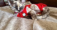 Ciera joined the competition — help win amazing prizes! animal, bedroom, blanket, blue_eyes, cat, cat_collar, close_up, cozy, domestic, feline, fur, home, indoor, laying_down, pet, red_clothing, relaxed, resting, soft_lighting, wooden_furniture