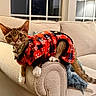 Geo joined the competition — help win amazing prizes! armrest, beige, black, cat, collar, couch, cozy, curious, cute, decor, feline, home, indoor, living_room, pet, red, snowflake_pattern, sweater, tail, window