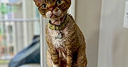 Geo is registered to the contest to win money with this photo: animal, blurred_background, cat, cat_tree, collar, curious, curly_fur, domestic_cat, ears, feline, green_eyes, home, indoor, looking, paws, perched, pet, tag, whiskers, window