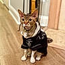 Geo joined the competition — help win amazing prizes! animal, bell, cat, clothing, collar, costume, curious, cute, domestic, ears, fur, hoodie, indoor, nightmare_before_christmas, pet, sitting, tim_burton, whiskers, wide_eyes, wooden_floor