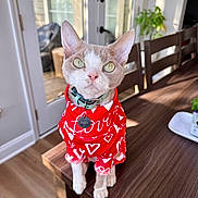 Jasper joined the competition — help win amazing prizes!