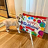 Jasper is registered to the contest to win money with this photo: animal, appliance, birthday_bag, cabinet, cat, celebration, collar, colorful, curious, domestic_animal, door, feline, floor, gift_bag, indoor, kitchen, pet, shadow, standing, wooden_floor