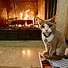 Jasper joined the competition — help win amazing prizes! animal, cat, collar, cozy, curious, domestic, feline, fire, fireplace, flames, house, indoor, looking, marble_floor, papers, pet, relaxing, sitting, tag, warm