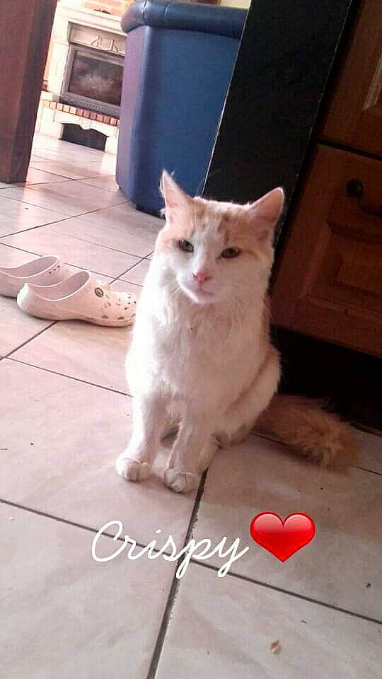 Crispy participe au concours pour gagner de l'argent avec cette photo : aegean_cat, asian, burmilla, carnivore, cat, domestic_short_haired_cat, european_shorthair, felidae, khao_manee, kitten, mammal, ojos_azules, person, photo_caption, photography, polydactyl_cat, small_to_medium_sized_cats, tail, turkish_angora, turkish_van