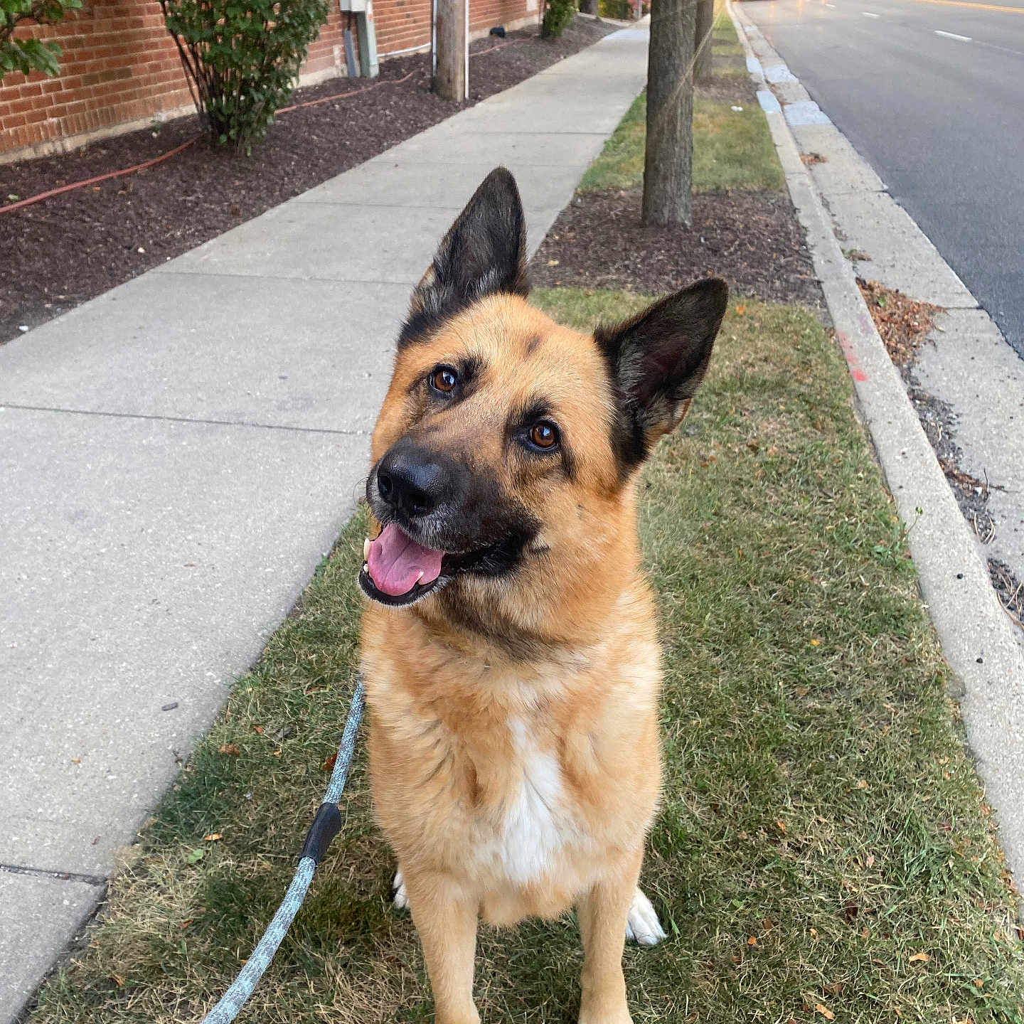 Arie joined the competition — help win amazing prizes! accessories, animal, canine, car, city, dog, germanshepherd, light, path, pet, plant, road, sidewalk, strap, street, trafficlight, transportation, tree, urban, vehicle