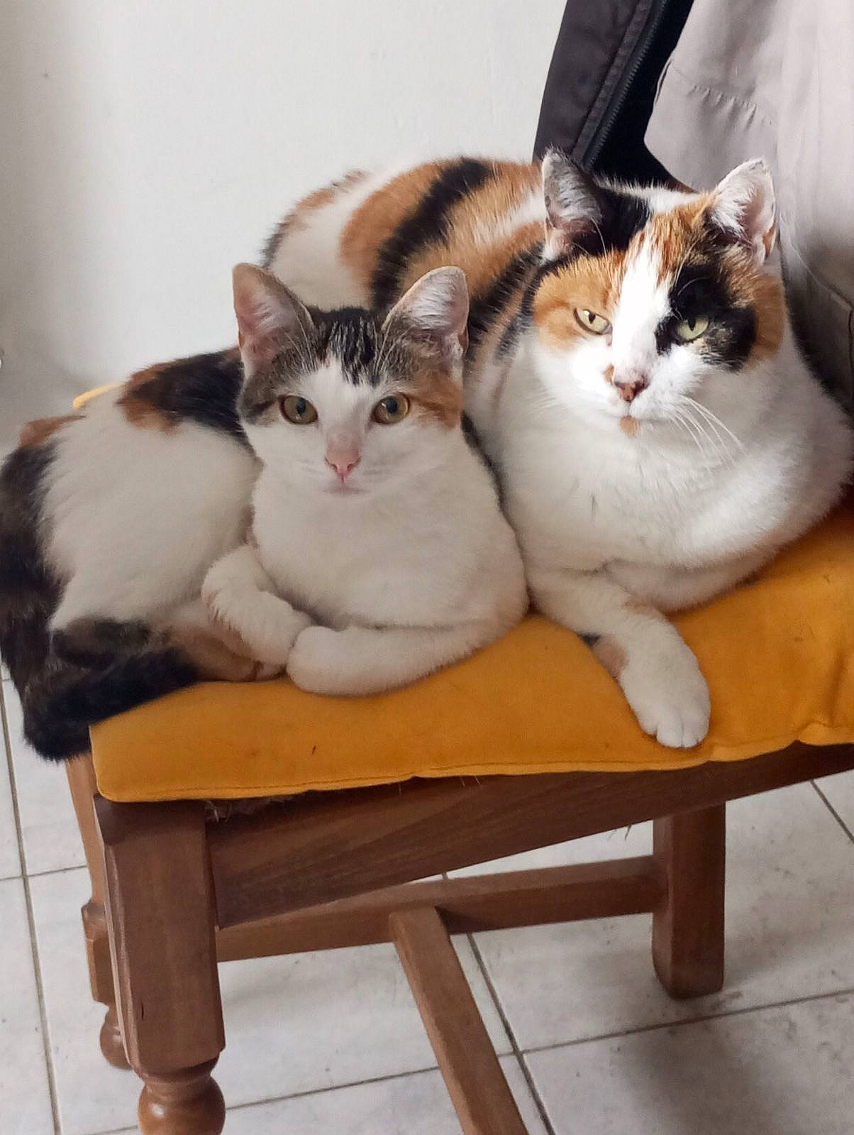 Caline participe au concours pour gagner de l'argent avec cette photo : abyssinian, angora, animal, armchair, barstool, cat, chair, chaise, cushion, furniture, hardwood, homedecor, kitten, manx, person, pet, sleeping, stainedwood, wood