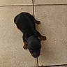 animal, background, black, brown, canine, cute, dog, exploring, floor, four_legs, fur, head, indoor, legs, pet, puppy, small, tile, walking, young