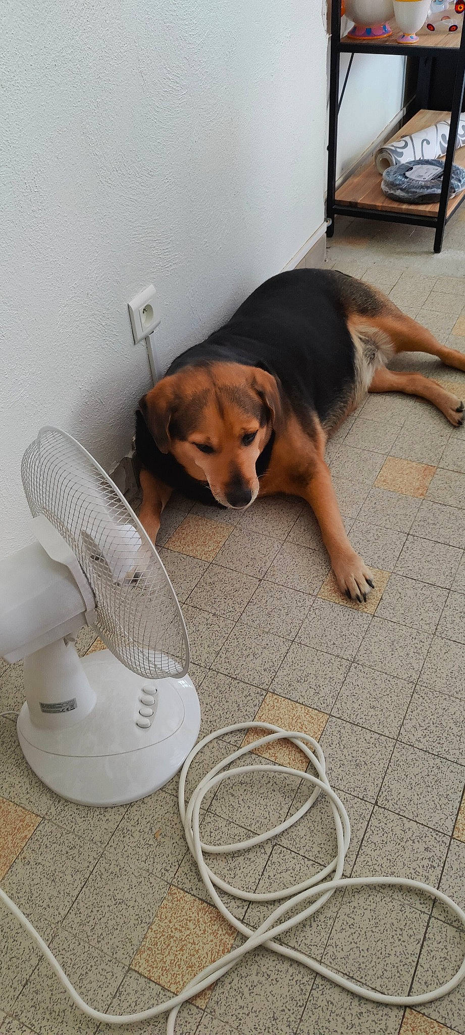 Malice a rejoint le concours — aidez-le/la à gagner de superbes lots ! audio_equipment, carnivore, comfort, companion_dog, dog, dog_breed, dog_supply, fawn, floor, flooring, fur, hardwood, mammal, mechanical_fan, sidewalk, snout, sporting_group, tail, walking_shoe, wood