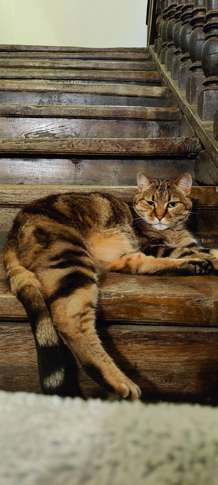 Fripouille participe au concours pour gagner de l'argent avec cette photo : big_cats, carnivore, cat, claw, domestic_short_haired_cat, fawn, felidae, fur, mammal, paw, sitting, small_to_medium_sized_cats, snout, tail, terrestrial_animal, tree, vertebrate, whiskers, wildlife, wood