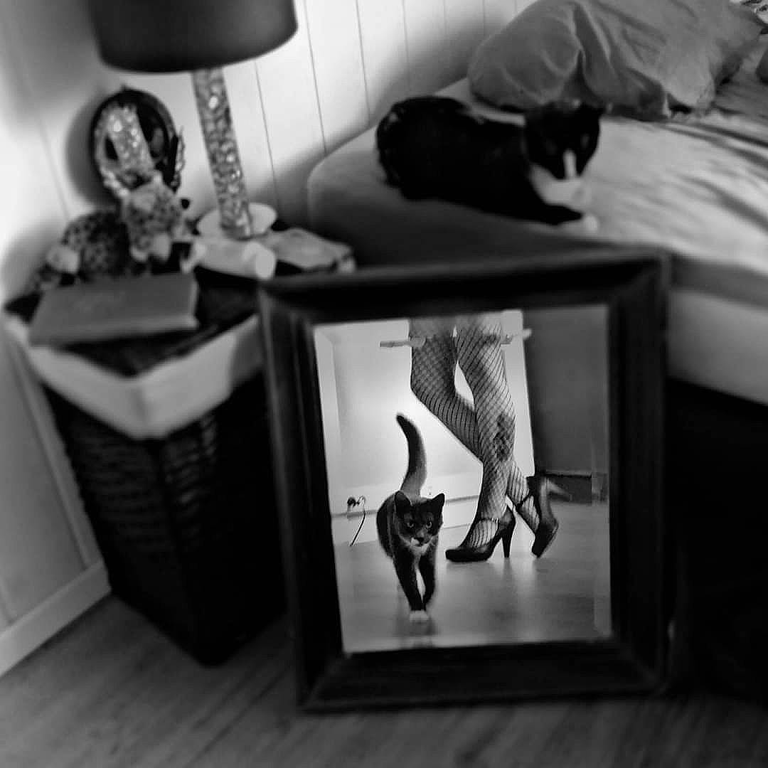 Rimbaud a rejoint le concours — aidez-le/la à gagner de superbes lots ! black, black_and_white, cat, comfort, felidae, floor, flooring, font, grey, hardwood, interior_design, mammal, monochrome, monochrome_photography, room, small_to_medium_sized_cats, style, tail, white, wood