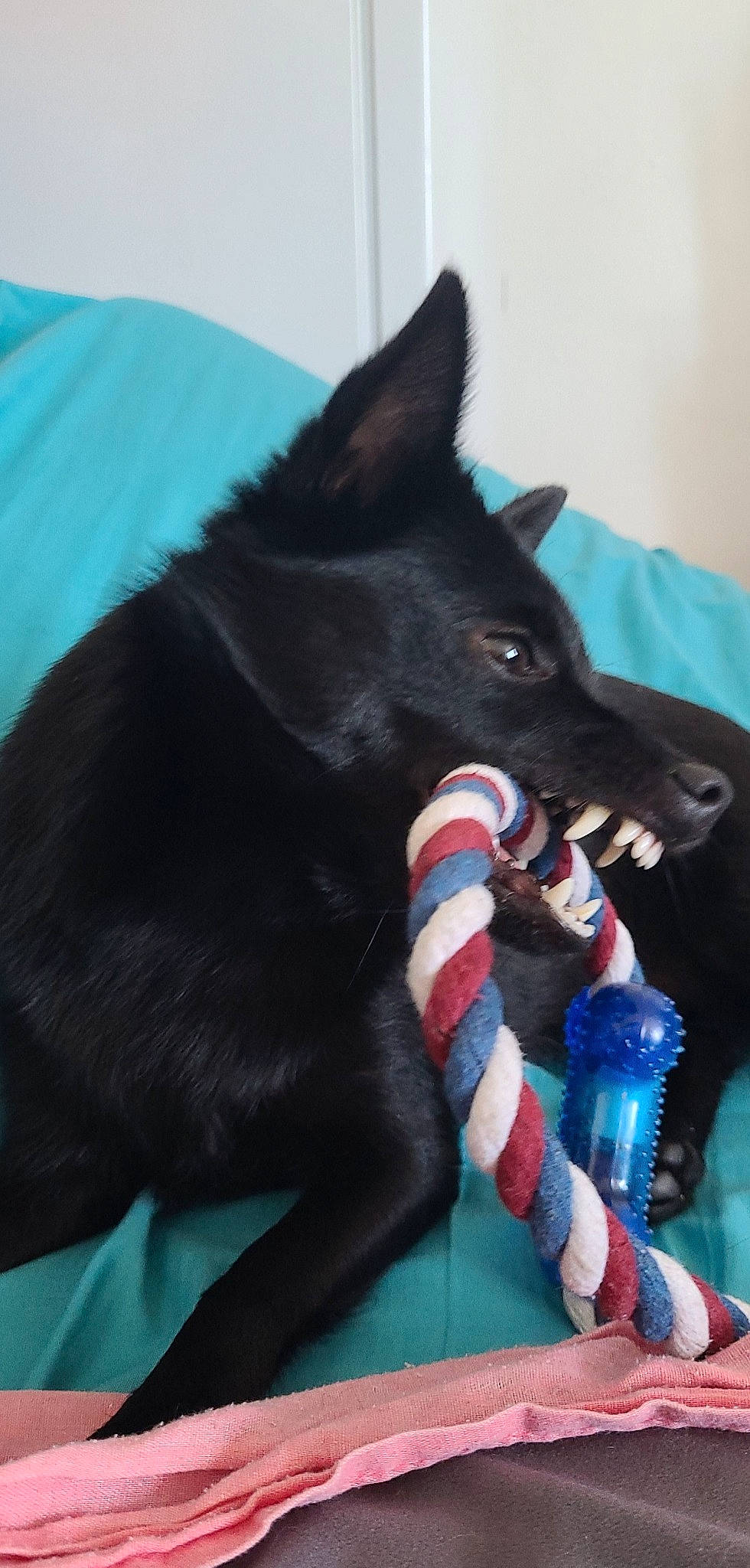 Pearl participe au concours pour gagner de l'argent avec cette photo : black_cat, canidae, carnivore, collar, companion_dog, dog, dog_breed, dog_collar, dog_supply, electric_blue, fang, felidae, jaw, pet_supply, small_to_medium_sized_cats, snout, sporting_group, tail, whiskers, working_animal