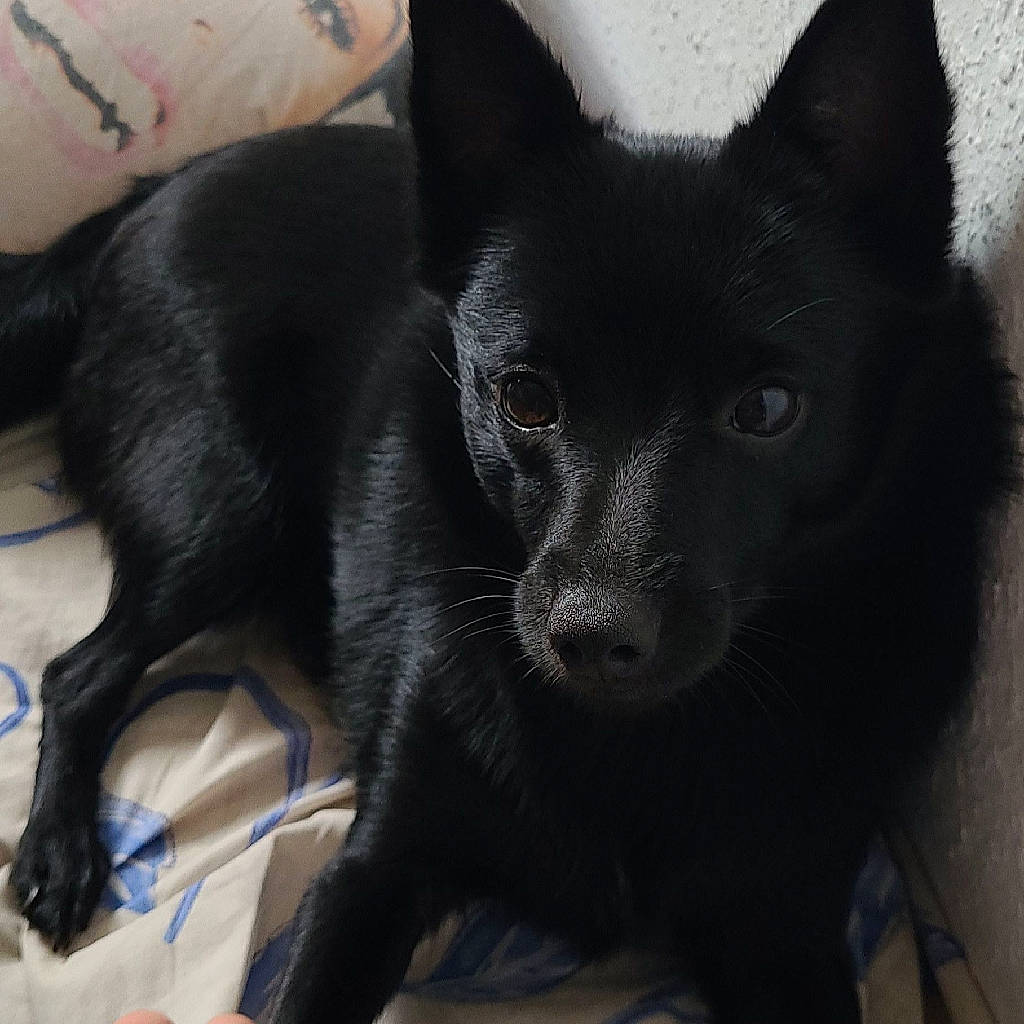 Pearl a rejoint le concours — aidez-le/la à gagner de superbes lots ! black_cat, bombay, canidae, carnivore, cat, cat_supply, claw, comfort, dog_breed, domestic_short_haired_cat, felidae, fur, grey, non_sporting_group, small_to_medium_sized_cats, snout, tail, terrestrial_animal, whiskers