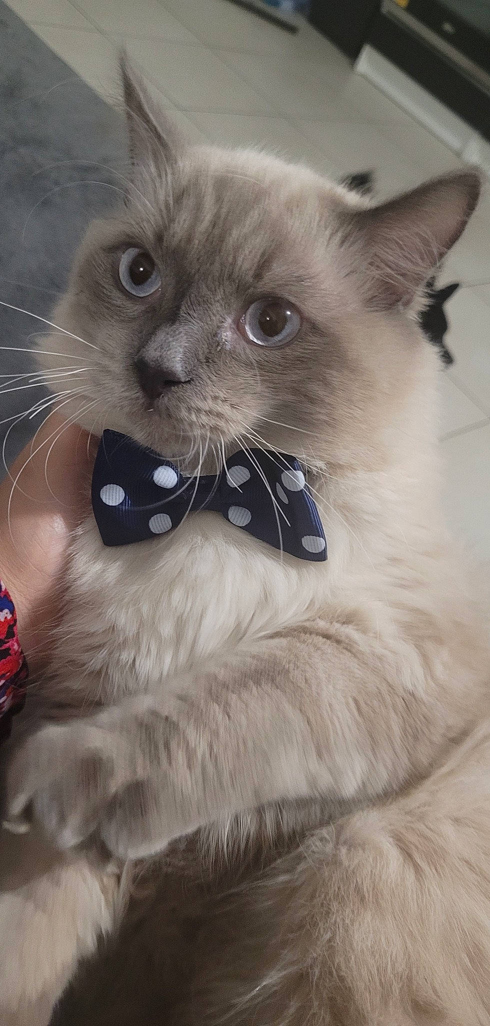 Sushi a rejoint le concours — aidez-le/la à gagner de superbes lots ! balinese, birman, carnivore, cat, collar, fang, fawn, felidae, fur, iris, paw, pet_supply, siamese, small_to_medium_sized_cats, snout, terrestrial_animal, thai, whiskers