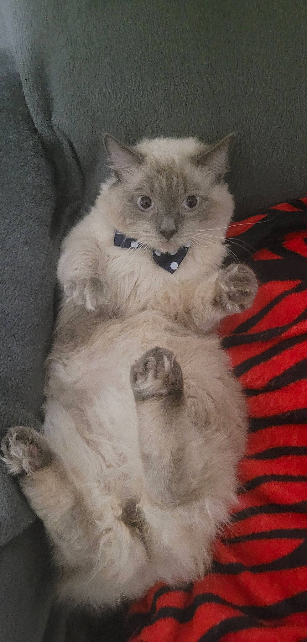 Sushi a rejoint le concours — aidez-le/la à gagner de superbes lots ! british_longhair, carnivore, cat, claw, comfort, fawn, felidae, fur, paw, persian, ragdoll, small_to_medium_sized_cats, snout, tail, terrestrial_animal, whiskers