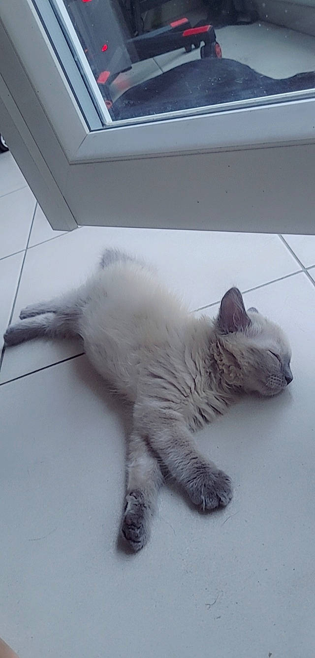 Sushi participe au concours pour gagner de l'argent avec cette photo : carnivore, cat, claw, comfort, domestic_short_haired_cat, felidae, flooring, fur, nap, paw, small_to_medium_sized_cats, snout, tail, terrestrial_animal, whiskers, window