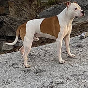 Buddy is registered to the contest to win money with this photo: dog, white, brown, standing, rock, outdoor, nature, pine_tree, animal, pet, alert, canine, fur, mammal, side_view, landscape, wild, tree_branch, rough_surface, daylight