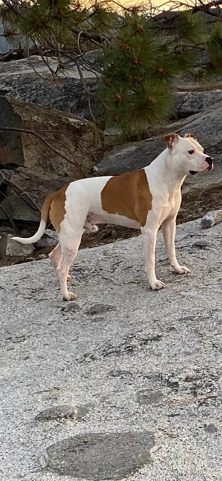 Buddy is registered to the contest to win money with this photo: dog, white, brown, standing, rock, outdoor, nature, pine_tree, animal, pet, alert, canine, fur, mammal, side_view, landscape, wild, tree_branch, rough_surface, daylight