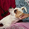 dog, chihuahua, pet, animal, white, brown, blanket, red, blue, fabric, indoor, mop_bucket, clothing, casual, relaxed, cute, small_dog, ears, side_view, attention