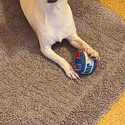 Snow participe au concours pour gagner de l'argent avec cette photo : dog, chihuahua, pet, animal, indoor, rug, ball, paw, foot, appliance, floor, cute, small_dog, looking, lying_down, domestic, expression, playful, cozy, affection