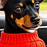 black_and_tan, car_interior, closeup, cozy, dog, ears, eyes, fur, nose, outdoor_background, pet, portrait, puppy, red_sweater, seat, small_dog, smiling, sweater, whiskers, window