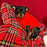 Ofelia participe au concours pour gagner de l'argent avec cette photo : black_and_tan, couch, cozy, dog, ears, fur, holiday, indoor, knitwear, miniature_pinscher, paws, pet, plaid_blanket, plaid_pattern, portrait, red_blanket, red_sweater, relaxed, small_dog, sweater