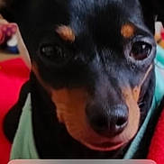 Ofelia participe au concours pour gagner de l'argent avec cette photo : black_fur, blanket, brown_markings, close_up, cute, dog, ears, eyes, face, indoor, lock_screen, miniature_pinscher, nose, notifications, paw, portrait, puppy, red, smartphone, time_display