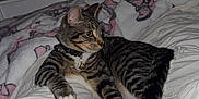 Leo is registered to the contest to win money with this photo: cat, tabby_cat, pet, bed, blanket, white_bedding, collar, charm, paw, tail, indoor, bedroom, cozy, stripe_pattern, resting, looking_sideways, kitchen_background, christmas_tree, soft_lighting, home