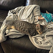 Leo joined the competition — help win amazing prizes! cat, tabby_cat, sleeping, blanket, grey_blanket, couch, leather_sofa, doll, toy_doll, nap, cozy, indoor, domestic_pet, fur, whiskers, striped, collar, living_room, soft_throw, relaxing