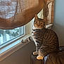 Leo joined the competition — help win amazing prizes! cat, tabby_cat, window, curtain, leather_chair, collar, bell, indoor, pet, sitting, paw, whiskers, gaze, home, sunlight, windowsill, cozy, fur_pattern, portrait, striped_fur