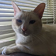 Lillie is registered to the contest to win money with this photo: cat, cream_colored, close_up, window_blinds, indoor, pet, feline, whiskers, ears, relaxed, natural_light, shadow, animal, resting, face, fur, quiet, calm, domestic_cat, soft_light