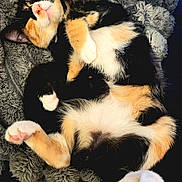 Gizmo joined the competition — help win amazing prizes! adorable, animal, blanket, calico, cat, cozy, cute, domestic_cat, feline, fluffy, fur, indoor, paw, pet, pink_paw_pads, relaxed, resting, sleeping, soft, whiskers