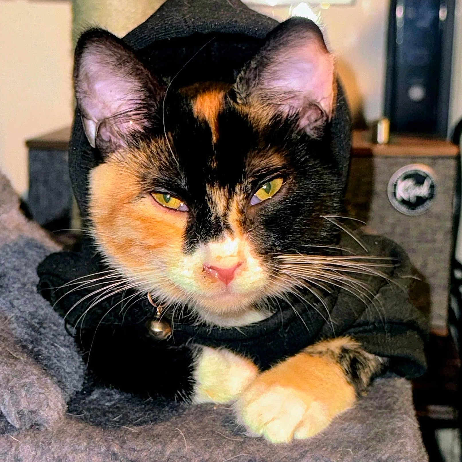 Gizmo