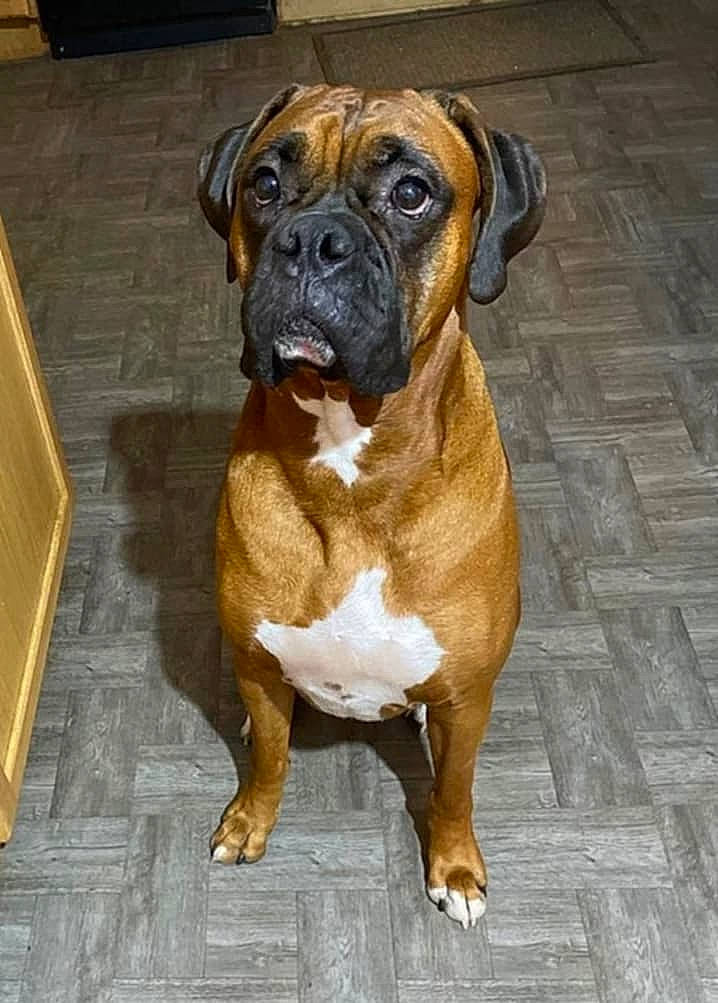 Bubba joined the competition — help win amazing prizes! animal, boxer, bulldog, canine, dog, frenchbulldog, hardwood, pet, pitbull, puppy, snout, stainedwood, wood