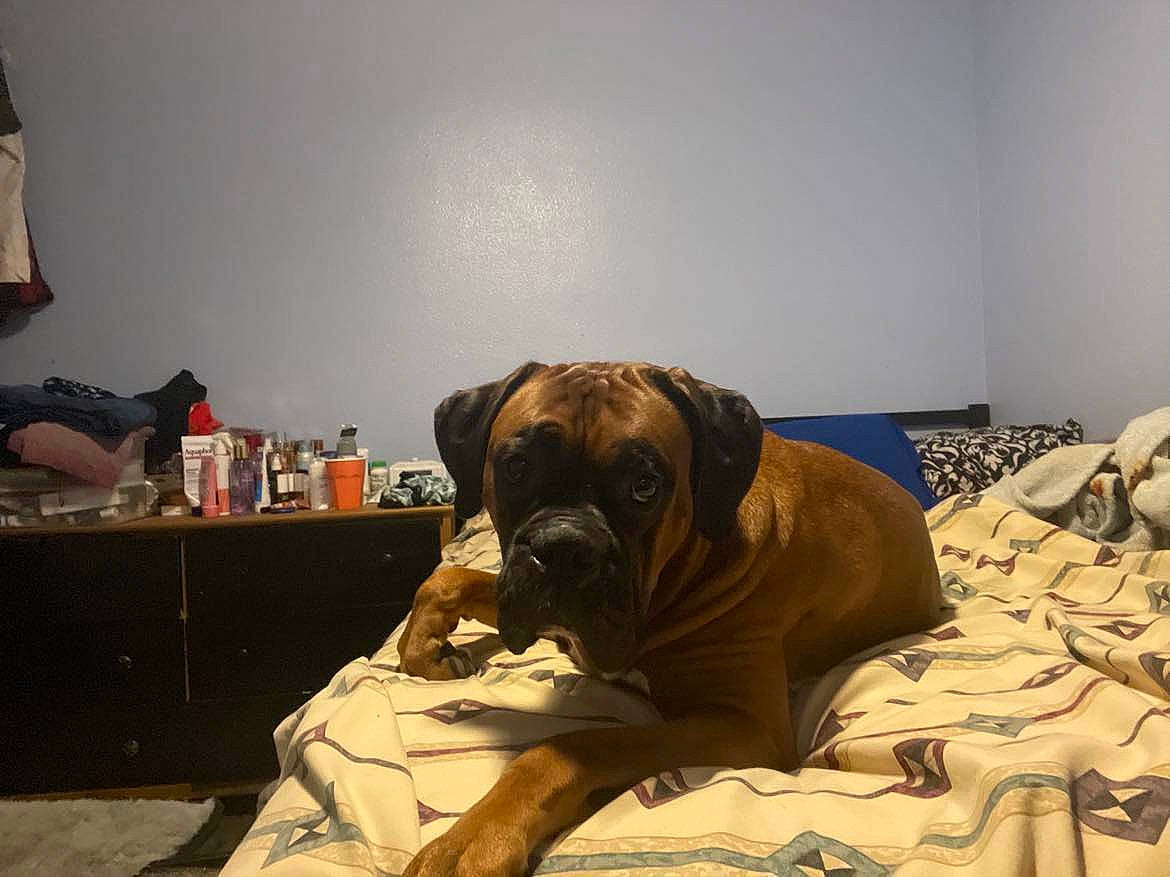 Bubba joined the competition — help win amazing prizes! ancient_dog_breeds, boxer, cabinetry, canidae, chest_of_drawers, comfort, companion_dog, dog, dog_breed, dog_supply, drawer, flooring, guard_dog, hardwood, liver, non_sporting_group, pet_supply, terrestrial_animal, working_animal, working_dog
