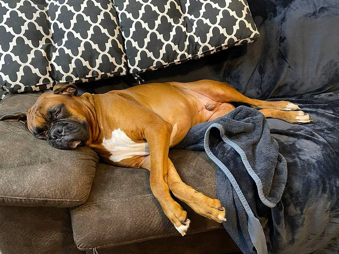 Bubba joined the competition — help win amazing prizes! boxer, bulldog, canidae, carnivore, comfort, companion_dog, dog, dog_breed, dog_supply, fawn, flooring, fur, hardwood, linens, liver, non_sporting_group, snout, sporting_group, working_animal, working_dog