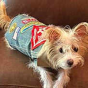 Andi joined the competition — help win amazing prizes! dog, small_dog, denim_jacket, patches, brown_couch, fur, pet, animal, cute, indoor, relaxed, looking, ears, tail, clothing, adorable, portrait, sitting, fuzzy, companion