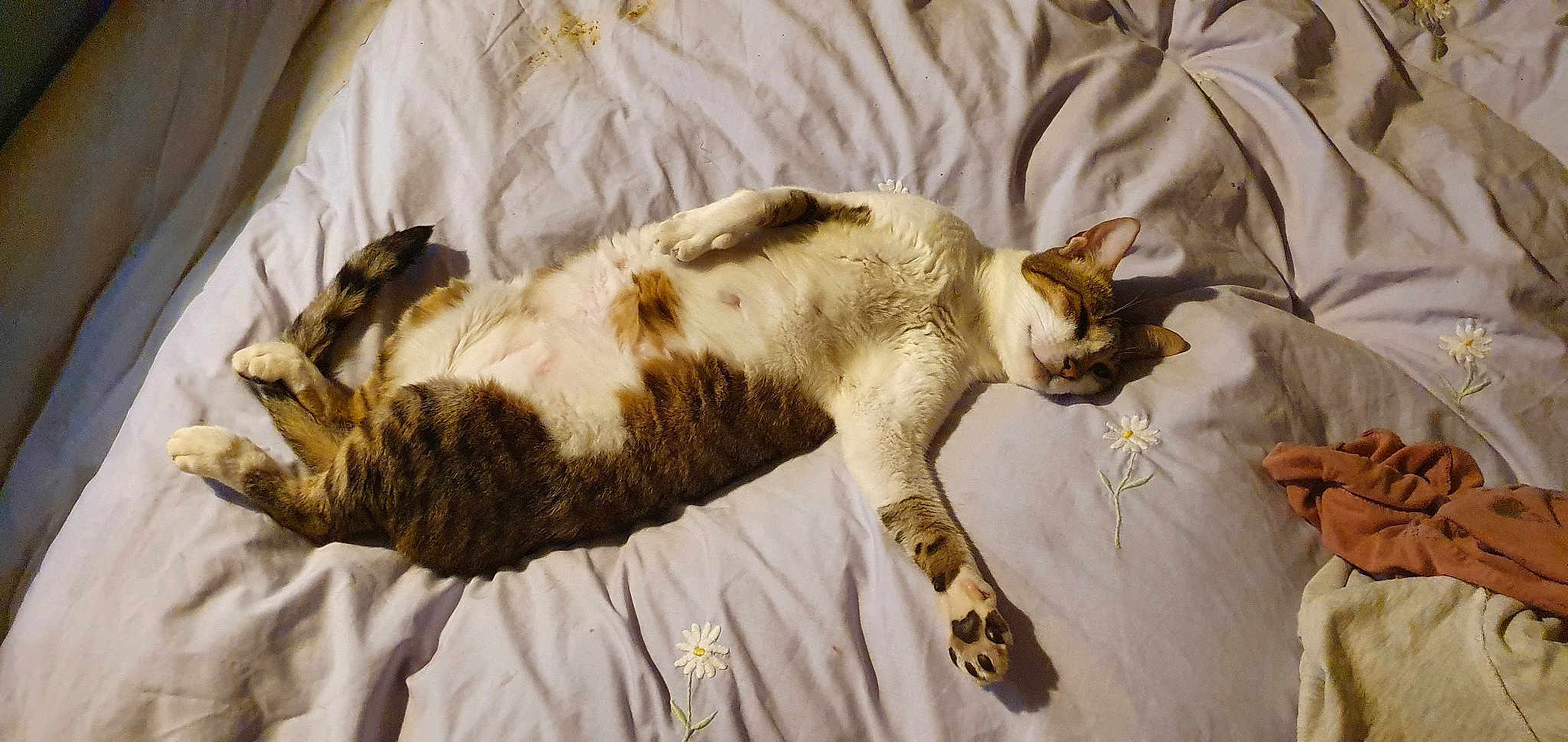 Lyra