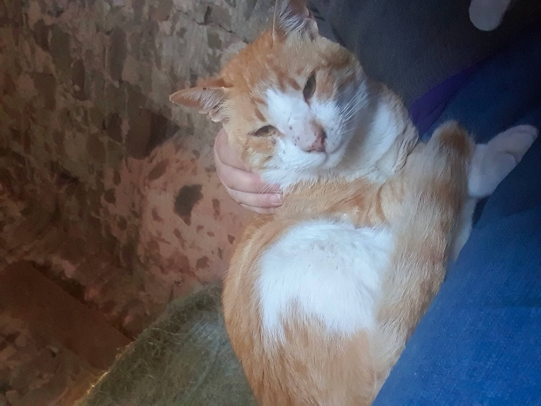 Obi is registered to the contest to win money with this photo: canidae, carnivore, cat, claw, comfort, dog_breed, domestic_short_haired_cat, fawn, felidae, foot, fur, hardwood, human_leg, nap, paw, small_to_medium_sized_cats, snout, tail, whiskers, wood