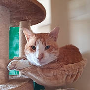 Obi joined the competition — help win amazing prizes! cat, orange_cat, white_cat, pet, indoor, cat_tree, hammock, relaxed, animal, feline, fur, whiskers, paws, close_up, mammal, cute, domestic_animal, resting, cozy, household