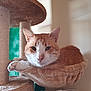 cat, orange_cat, white_cat, pet, indoor, cat_tree, hammock, relaxed, animal, feline, fur, whiskers, paws, close_up, mammal, cute, domestic_animal, resting, cozy, household