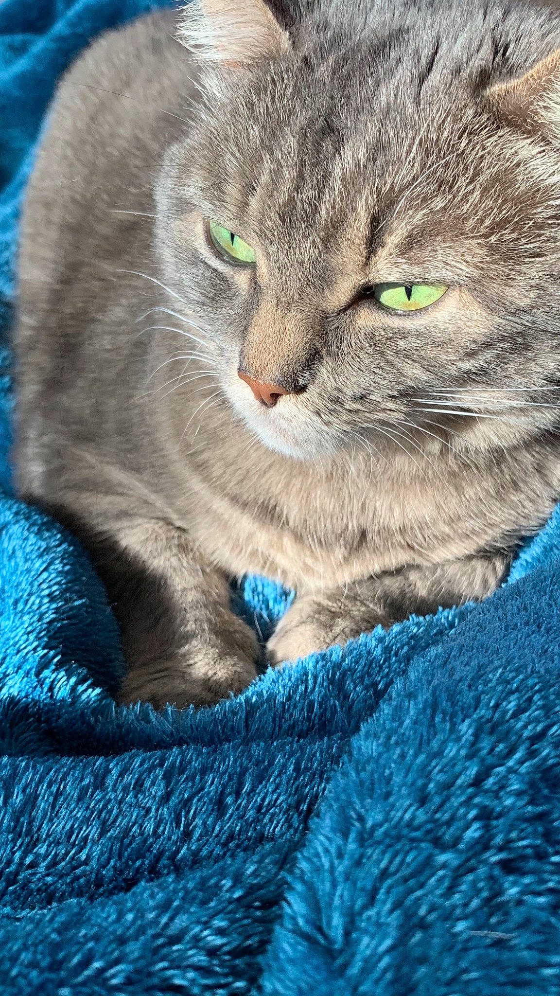 Lipton a rejoint le concours — aidez-le/la à gagner de superbes lots ! australian_mist, british_shorthair, carnivore, cat, chartreux, domestic_short_haired_cat, european_shorthair, fawn, felidae, korat, mammal, nebelung, pixie_bob, russian_blue, small_to_medium_sized_cats, whiskers