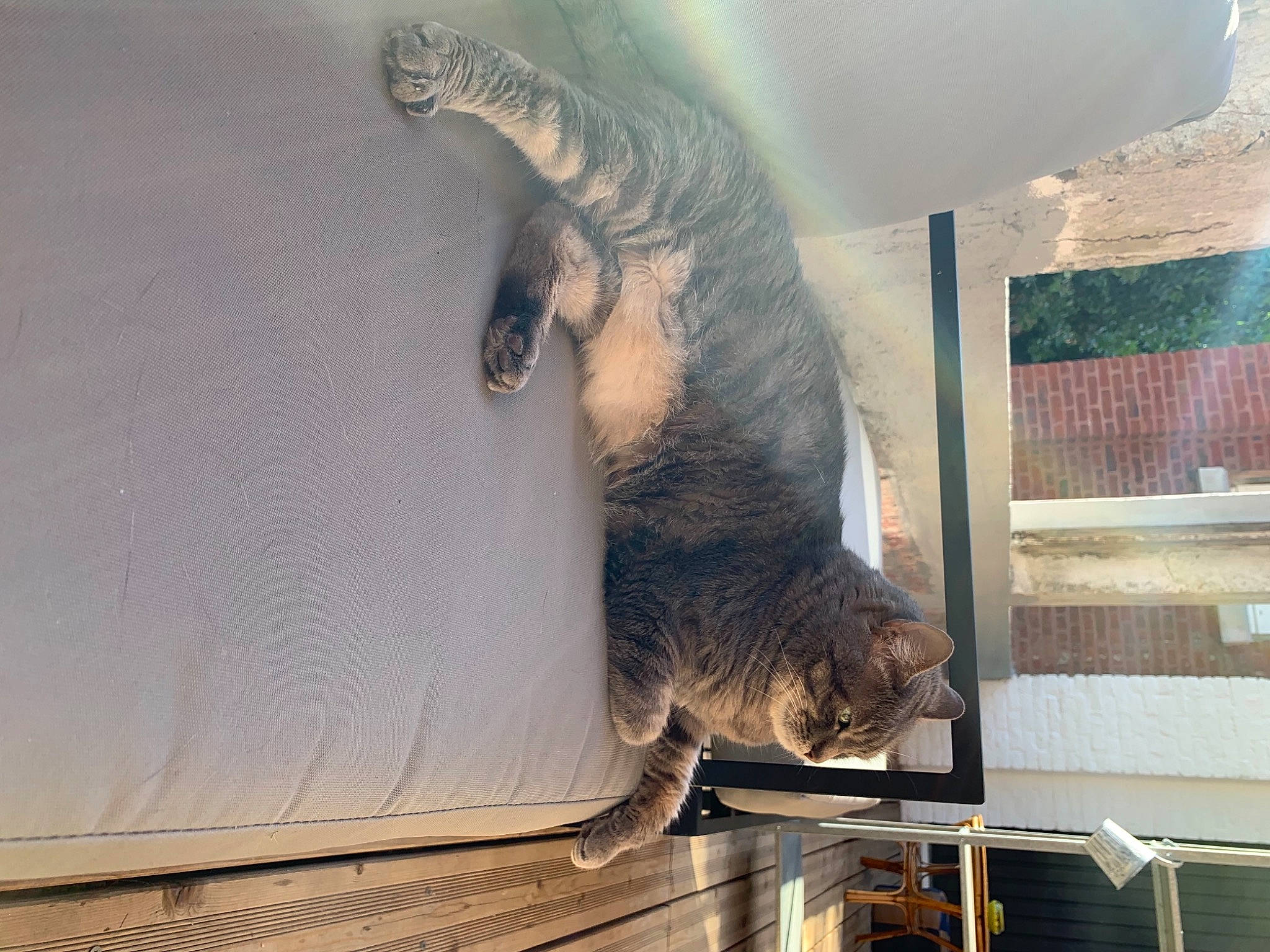 Lipton a rejoint le concours — aidez-le/la à gagner de superbes lots ! carnivore, cat, felidae, fur, small_to_medium_sized_cats, tabby_cat, tail, whiskers, window