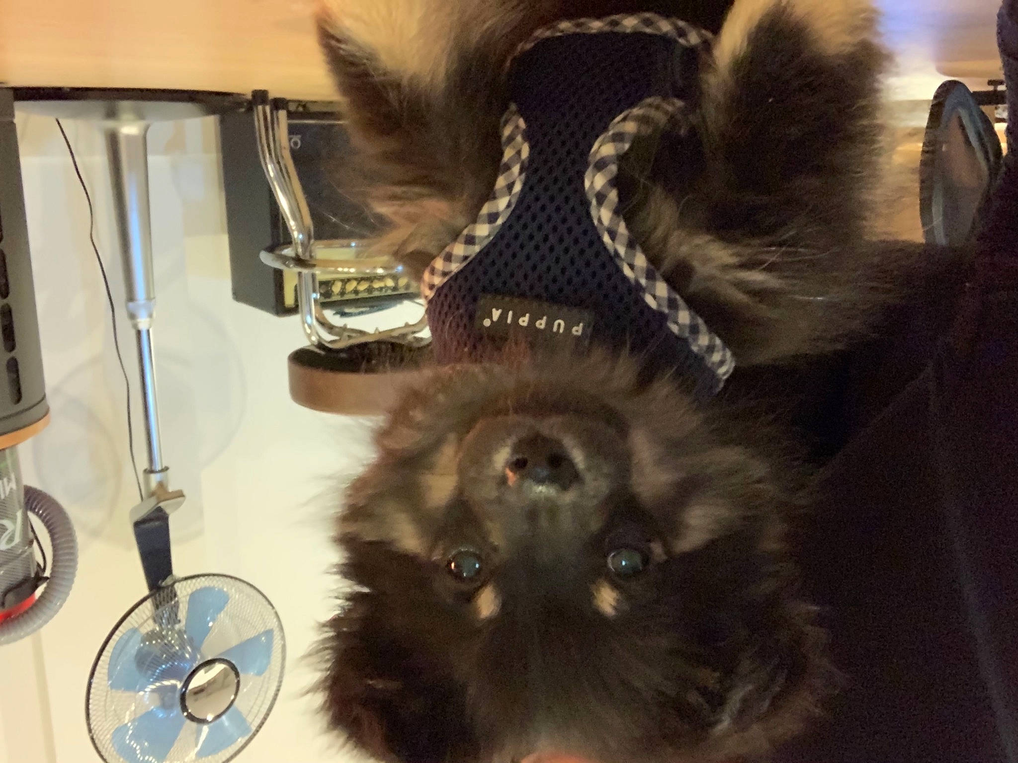 Revko participe au concours pour gagner de l'argent avec cette photo : canidae, carnivore, companion_dog, dog, dog_breed, fur, keeshond, non_sporting_group, snout, whiskers