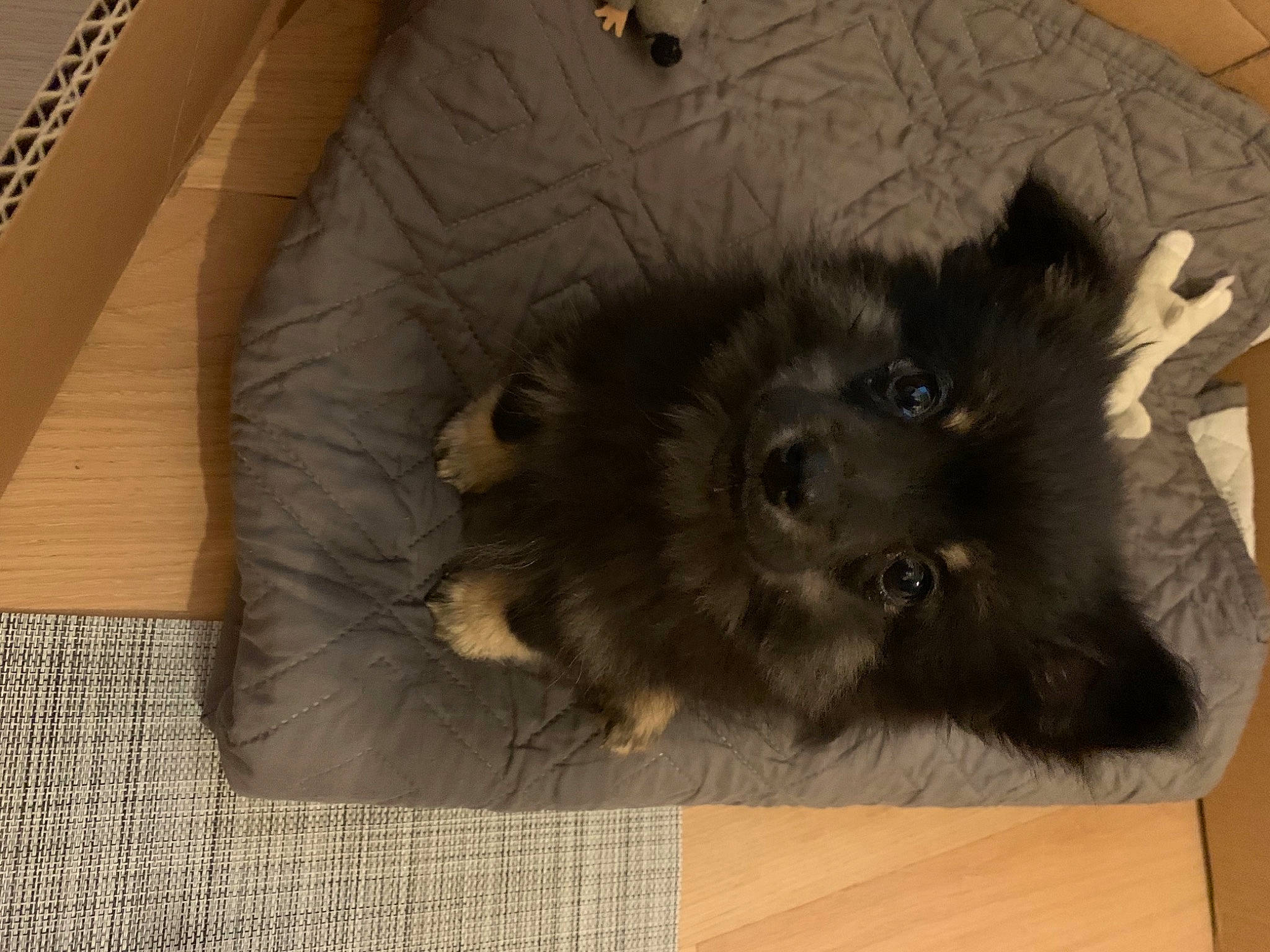 Revko participe au concours pour gagner de l'argent avec cette photo : canidae, carnivore, companion_dog, dog, dog_breed, fawn, german_spitz, german_spitz_klein, german_spitz_mittel, keeshond, mammal, non_sporting_group, pomeranian, puppy, spitz, toy_dog