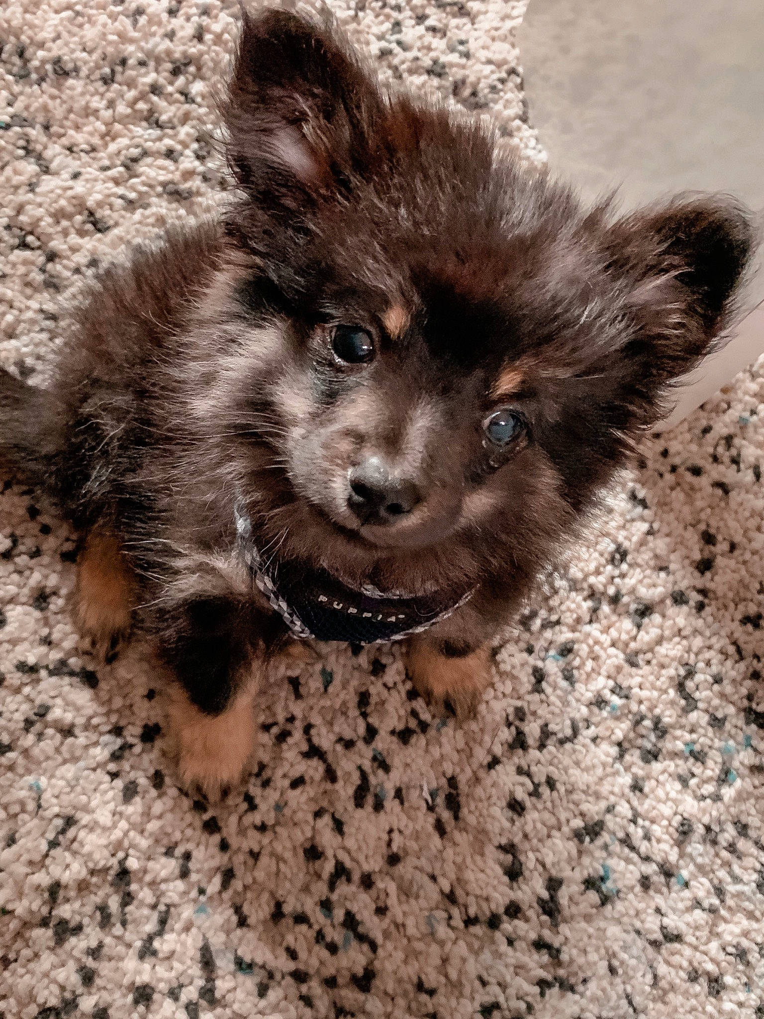 Revko a rejoint le concours — aidez-le/la à gagner de superbes lots ! cairn_terrier, canidae, carnivore, dog, dog_breed, fawn, fur, mammal, mudi, pomeranian, puppy, rare_breed_dog, vertebrate, yorkipoo