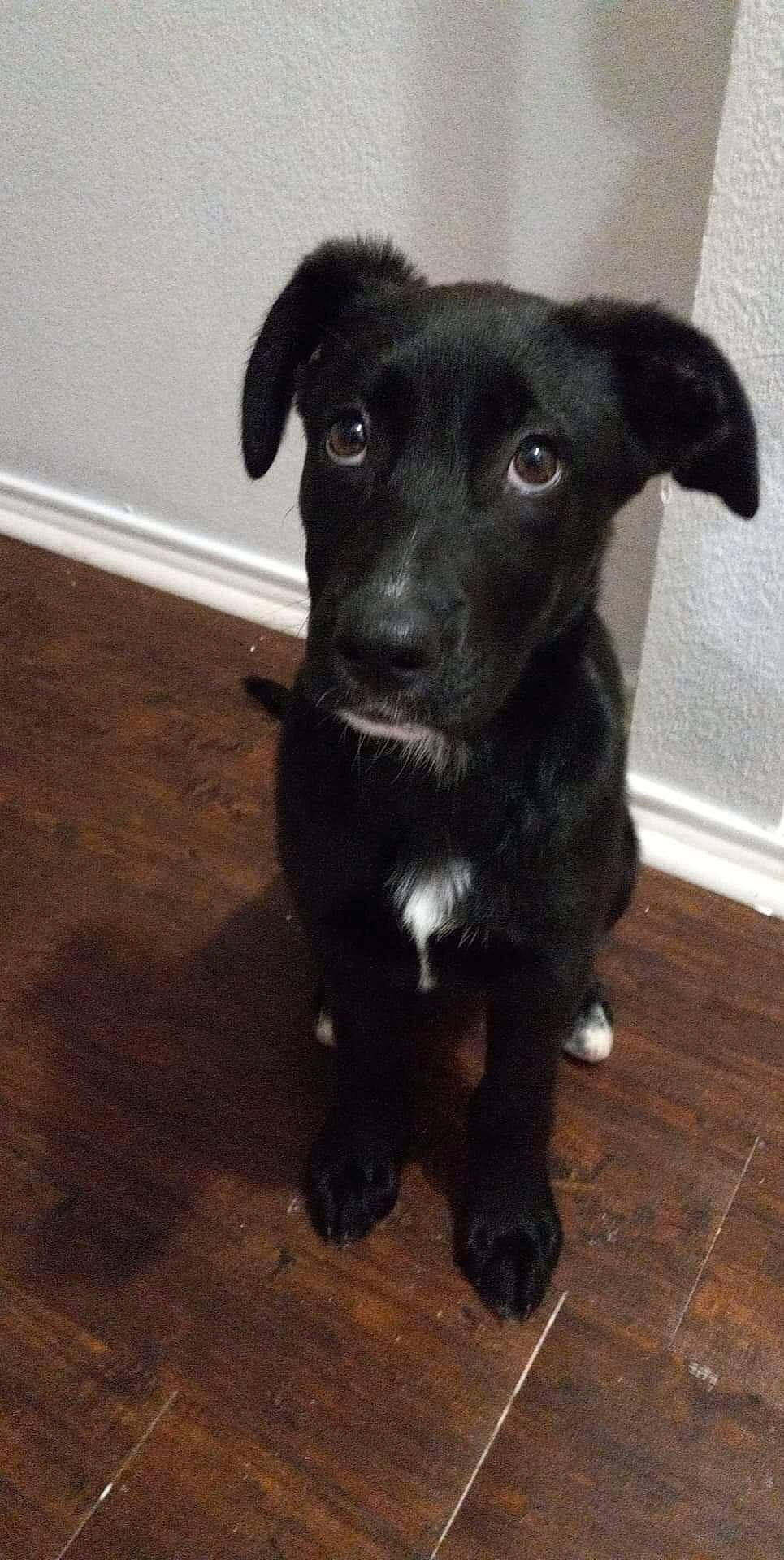 Lyla joined the competition — help win amazing prizes! borador, canidae, carnivore, companion_dog, dog, dog_breed, eye, fawn, flooring, fur, hardwood, puppy, snout, sporting_group, tail, terrestrial_animal, varnish, whiskers, wood, working_animal