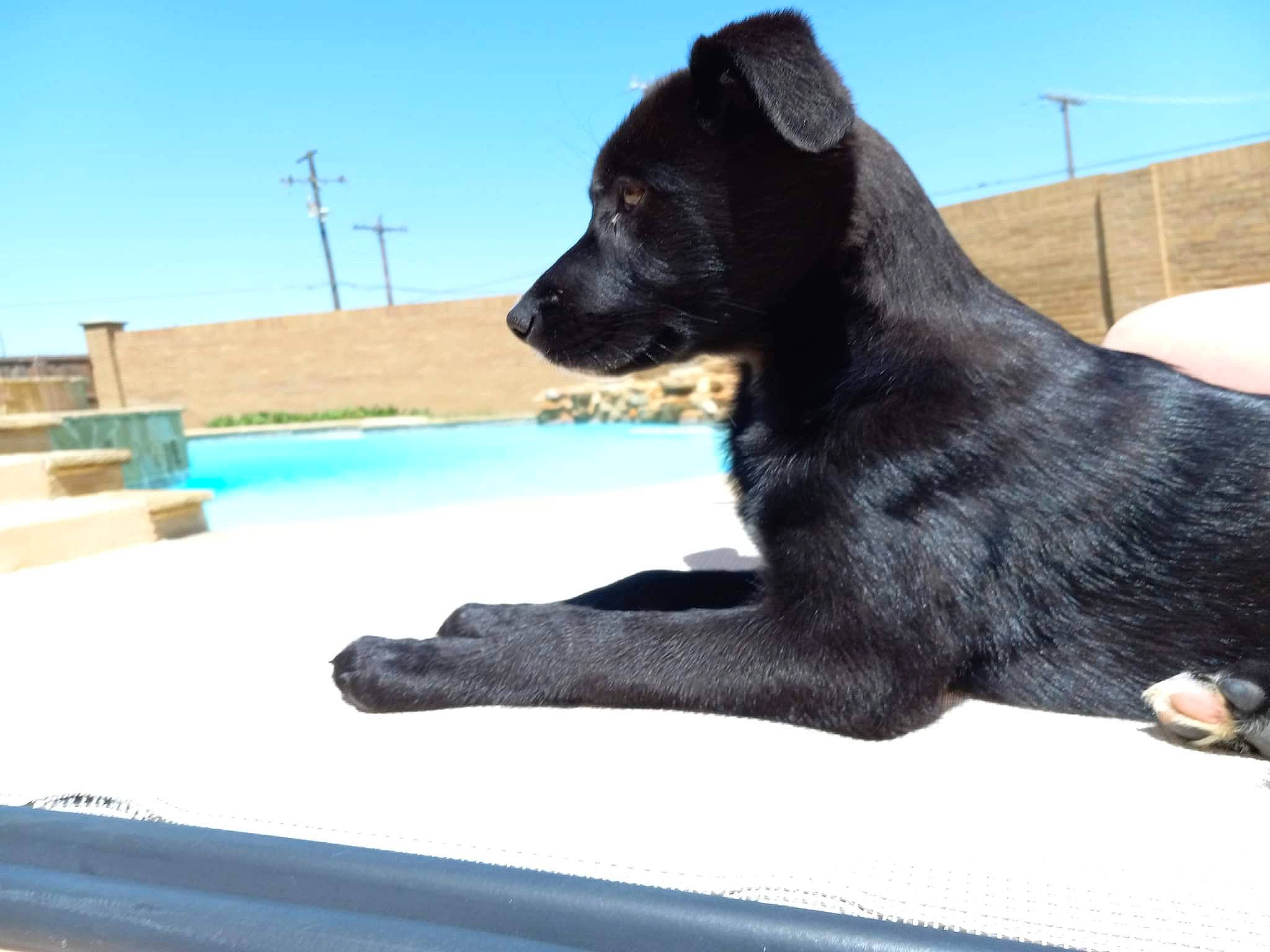 Lyla joined the competition — help win amazing prizes! borador, carnivore, collar, companion_dog, dog, dog_breed, dog_collar, electric_blue, fur, guard_dog, metal, paw, sky, snout, sporting_group, tail, terrestrial_animal, windshield, working_animal, working_dog